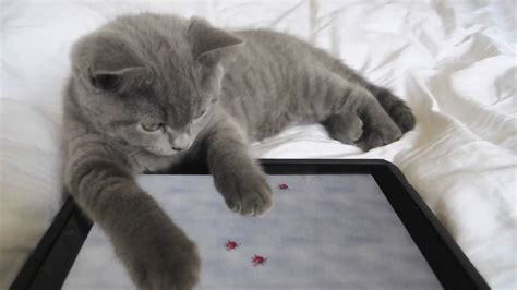 Constantly switching between apps, disable multitasking gestures in your ipad settings (cat paw contains more segments it is like 5 figers. iPad App for Cats - YouTube