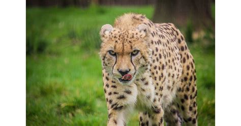 We've found 7 active coupon codes for aspinall foundation. The Aspinall Foundation: World First as Cheetah Brothers ...