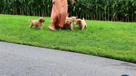 Along with their desire for play, they are loveable, polite, and easily trained due to their high intelligence. Golden Retriever Puppies For Sale - YouTube