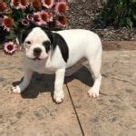 I currently have 5/6 frenchbulldog puppies for sale. French Bulldog Puppies For Sale in Indiana & Chicago ...