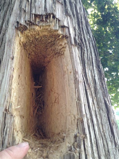 Visiting mature, relatively undisturbed forests within their range is best, and birders should look for woodpecker damage on. Woodpecker damage to pine trees... need help fixing it (if ...