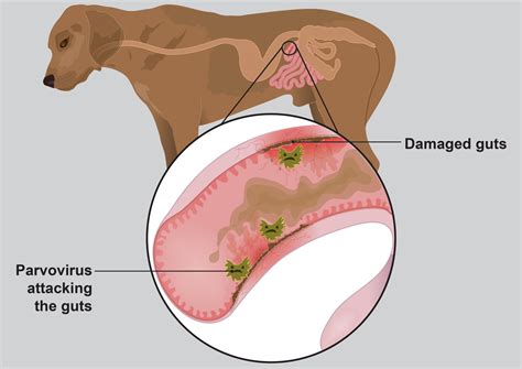 Animals exhibiting signs and symptoms of distress should be seen by a veterinarian immediately. Call : +977 9869761751 - jibachha veterinary hospital (P ...