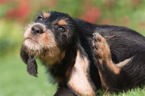 Zu einem solch einseitigen verhältnis gehört auch die beziehung zwischen hund und wurm. Parasiten beim Hund: Überblick über die verschiedenen ...