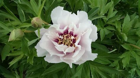 We have a peony care guide that teaches you how to plant, grow and care for peonies. Peony 'Cora Louise' | Peonies, Garden s, Louis