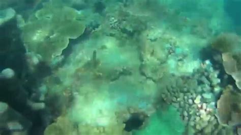 We did not find results for: Keindahan Bawah Laut Pulau Hantu - YouTube