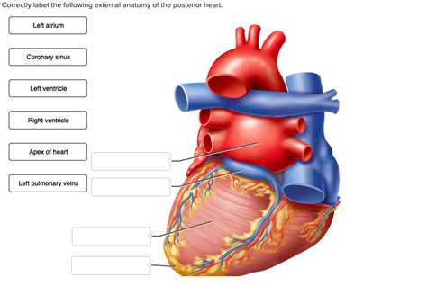 Subcostal coronary sinus echocardiography images for diagnosing total anomalous pulmonary venous return to the coronary sinus congenital heart defects. Solved: Correctly Label The Following External Anatomy Of ...