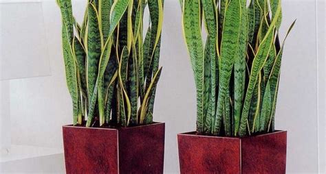 Le piante pendenti da interno sono molto decorative. Sanseveria - piante appartamento - Sanseveria pianta grassa
