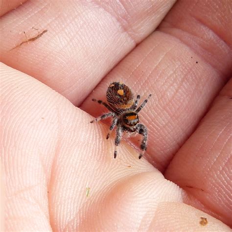Check spelling or type a new query. W Midlands Phidippus regius Regal Jumping Spider £10 a ...