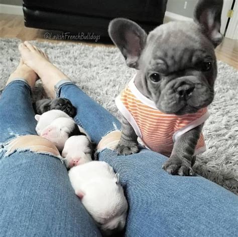 French bulldogs are a brachycephalic breed, meaning they have shorter snouts than other dogs. Idea by Sodapop Curtis on French bull dogs | Puppy ...