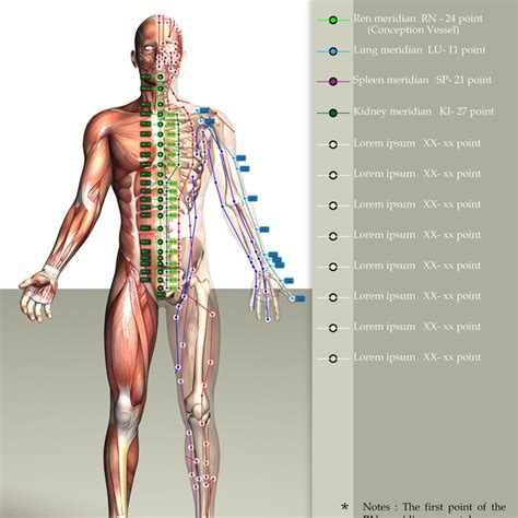 This awesome guide to the human body for kids includes: Drawings for front, side and back views of human body with ...