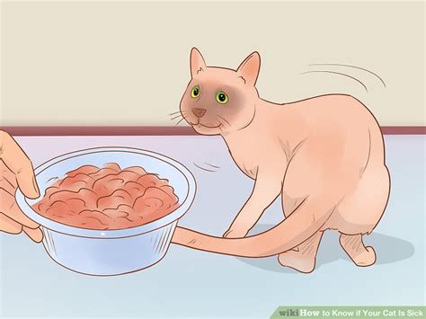 Make sure your cat has regular vet exams to prevent illness. 3 Ways to Know if Your Cat Is Sick - wikiHow