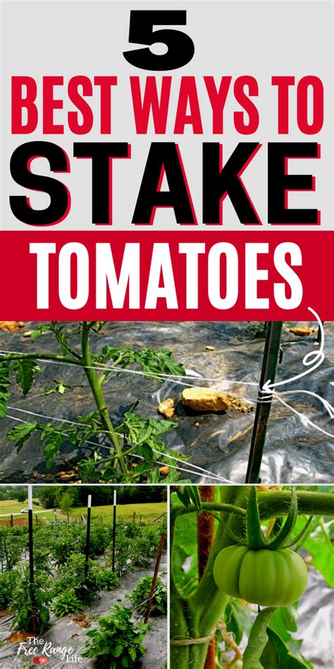 It consists of a microkernel and functional modules. The 5 Best Ways to Stake Your Tomatoes in 2020 | Vegetable ...