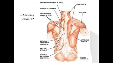 For some, the pain will be localized to the left side of the abdomen. Pin on muscles
