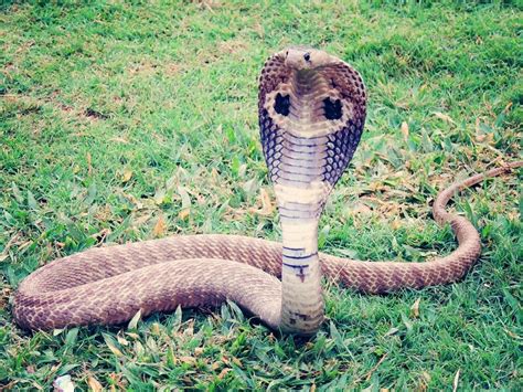 Die giftigste schlange der welt soll der inland taipan sein.dazu addieren sich noch diverse weitere giftige schlangen aus anderen familien, wie beispielsweise die boomslang aus. Sie jagen die giftigste Schlange der Welt: die Königskobra!