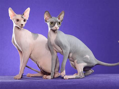 Sphynx cats are very intelligent. Sphynx Cat Photos