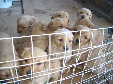 Beautiful litter of puppies just a few weeks old. Golden Retriever Puppies For Sale | Wake Forest, NC #176513