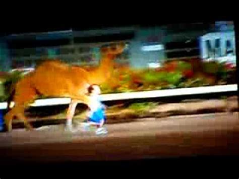 4 midgets relay race against a camel. Four Midgets Relay Race A Camel - YouTube