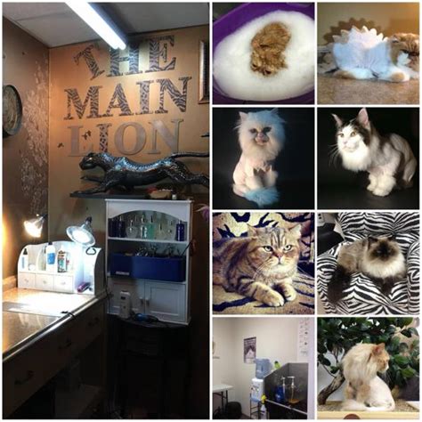 Making dogs & cats look great is our passion! Cat Grooming Near Me - APPOINTMENTS
