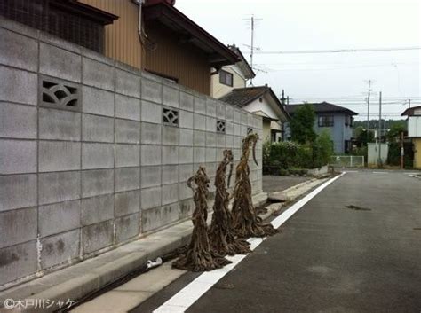 The site owner hides the web page description. 福島で採取したチョウのほとんど被曝による奇形だらけ -福島県 ...