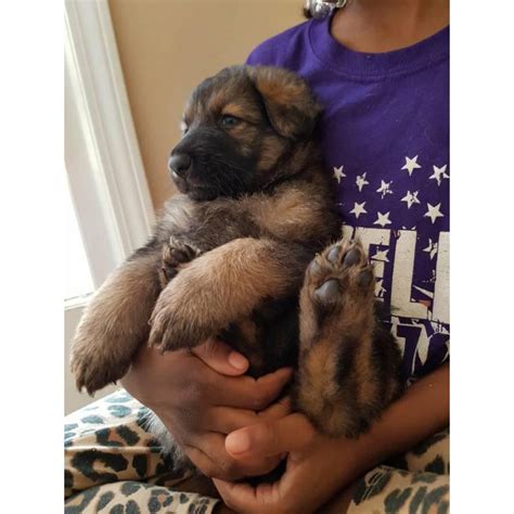 German shepherd puppies are guaranteed to make a loyal family pet with proper discipline and care! German Shepherd puppies for sale - all stay inside in ...
