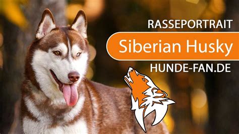 Russische pelzhändler machten den siberian husky erstmals in alaska einem größeren publikum bekannt, wo sie an einem. Husky Siberian Rassebeschreibung Wesen Haltung Und Pflege