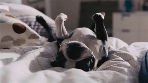 Maybe you would like to learn more about one of these? IKEA Dog Commercial - YouTube