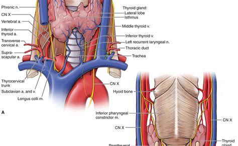 Definition of tray areas 7.2. Neck And Chest Anatomy - Anatomy Drawing Diagram