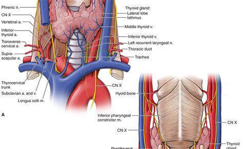 The sacrum is formed from five vertebrae that are joined together (fused) to make one bone. Neck And Chest Anatomy - Anatomy Drawing Diagram