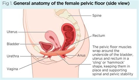 Thus, in the standing position, the bony pelvis is ori Female pelvic floor 1: anatomy and pathophysiology ...