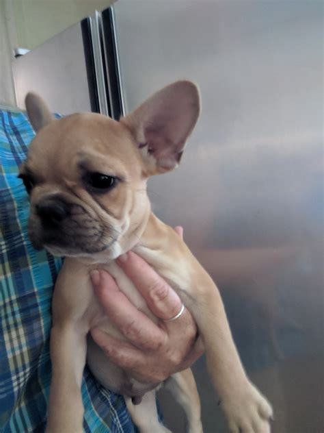 Indiana french bulldog dog breeders. Puppies Sale Marion County | Hoobly.US