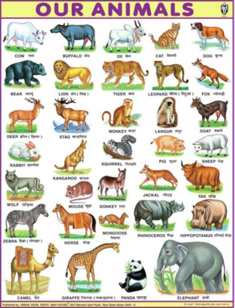 But the name scientists here at cuteness hq have been hard at work compiling the most popular animal names for the newest members of your family. JUMBO ANIMAL CHART FOR CHILDREN (PAPER PRINT) 40 INCH X 54 ...