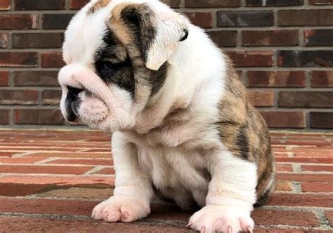 The cheapest offer starts at £1,500. Miniature English Bulldog Puppies For Sale | Monson, MA #245589
