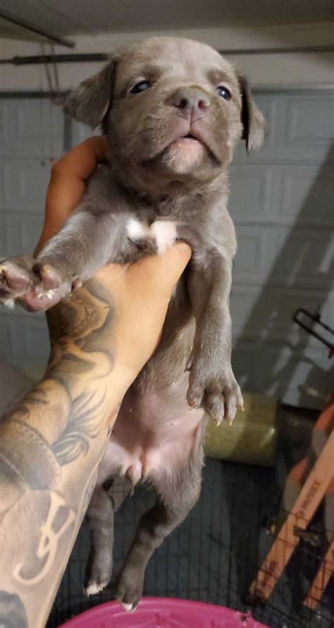 Dogs are our life companions, we take care of them and take care of them as an integral part of our family. American Pitbull Puppies For Sale - Petclassifieds.com