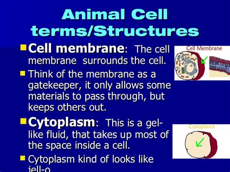 We did not find results for: Cells Powerpoint Presentation