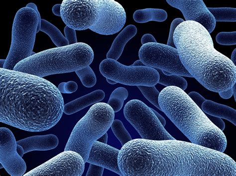 Dividing animal cells first ingress a cytokinetic furrow and then separate the plasma membrane by abscission. Cells in Biology - Xlskoor