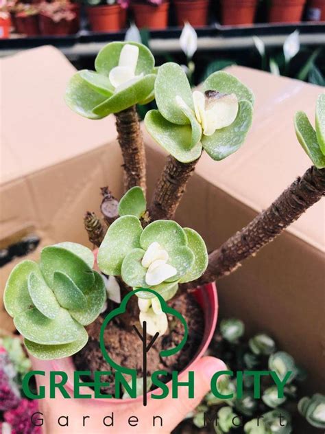 Plant the seeds after the soil warms in spring. GNC - Portulaca Variegated Live Plant Pokok Fern Paku ...