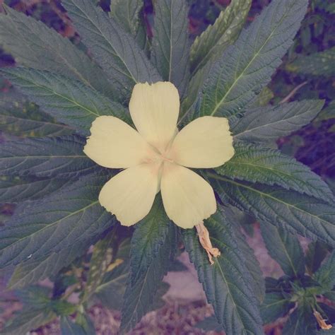 Informasi seputar bunga marigold, 12 manfaat bunga marigold bagi kesehatan, serta tips bunga marigold bisa dikonsumsi ataupun diolah dengan berbagai cara untuk memperoleh manfaatnya. Terkeren 17+ Gambar Bunga Berwarna Kuning - Gambar Bunga Indah