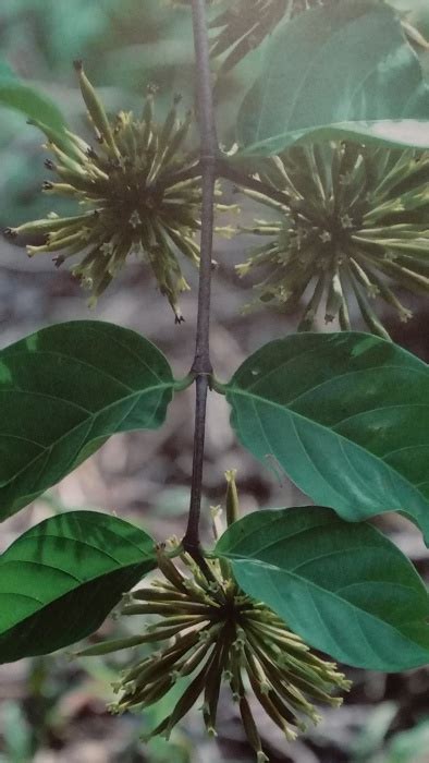 Zeti akhtar binti ungku abdul aziz menjadi wanita pertama menyandang jawatan paling terkemuka dalam dunia perbankan negara iaitu gabenor bank negara malaysia. History of Gambier and Pepper in Johor, Malaysia ...