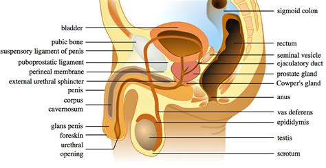 Cord blood registry, tucson, arizona. Testicular Torsion - Causes, Diagnosis And Treatment ...