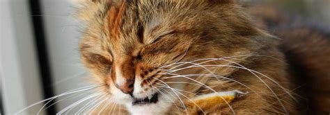 If you suspect asthma is the issue, your vet can help you confirm and come up with a. Cats Coughing Sneezing - toxoplasmosis