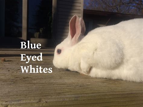 Video 4k e hd pronti per qualsiasi montaggio video digitale. OUR RABBITS - The Rabbitry Center