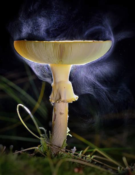 🔥 Amanita Muscaria releasing spores : NatureIsFuckingLit