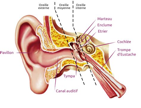 Then please input vin c957633 (the last 7 digits. Audioprothésiste - Cabinet de Correction Auditive Lor ...