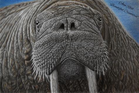 Make your child's finished walrus coloring page a forever memory by laminating it! Beautiful Creatures Grayscale Adult Coloring Book: Walrus ...