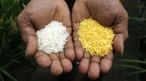 These are precursors to vitamin a which is deficient in the diet. Journal retracts study on benefits of GMO rice — Quartz