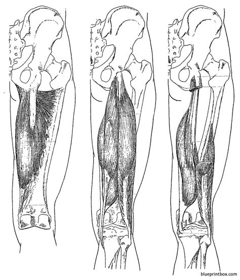 Upper part of medial surface of the shaft of tibia. leg upper muscles 2 - BlueprintBox.com - Free Plans and Blueprints of Cars, Trailers, Ships ...