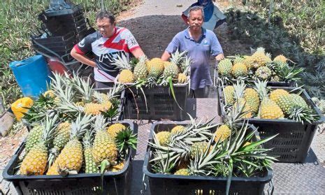 Lastly, aqina has successfully managed its pineapple trade for more than 10 years. MALAYSIA: Early preparation saves pineapple harvest ...