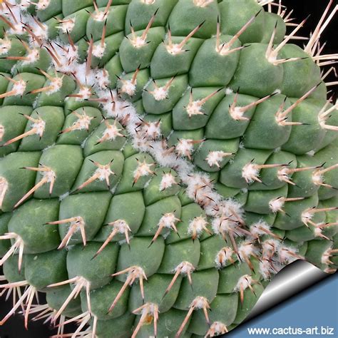 This strange mammillaria makes a nice and tangled cluster of fine crests. Nuova pagina 1