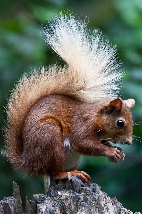 You can search within the site for more squirrel iphone wallpapers. Red Squirrel - Download iPhone,iPod Touch,Android ...