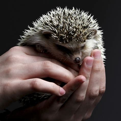 Willkommen in der kita igelgarten der kindergärten nordost! Igel im Garten | Dehner